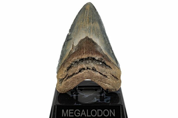 Serrated, Fossil Megalodon Tooth - North Carolina #199703